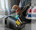 Small #2 Mutt