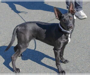 Labrador Retriever-Unknown Mix Dogs for adoption in Martinez, CA, USA
