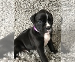 Small Photo #3 Boxer Puppy For Sale in APPLE CREEK, OH, USA