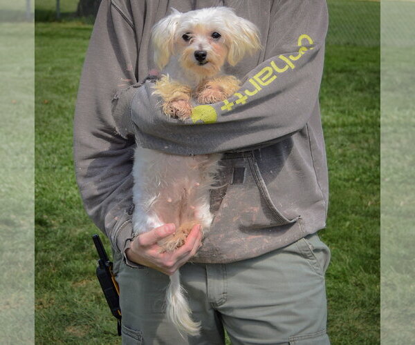 Medium Photo #4 Maltese Puppy For Sale in Huntley, IL, USA