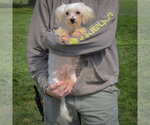 Small #3 Maltese