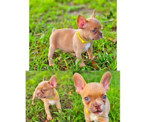 French Bulldog Puppy for Sale in COCOA, Florida USA