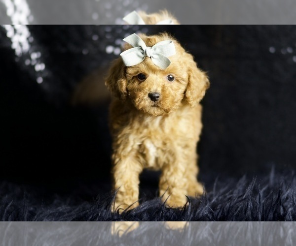 Medium Photo #3 Poodle (Miniature) Puppy For Sale in WARSAW, IN, USA