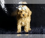 Small Photo #4 Poodle (Miniature) Puppy For Sale in WARSAW, IN, USA