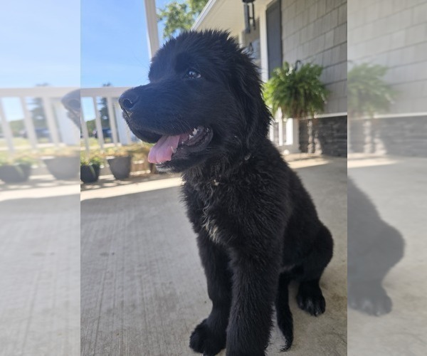 Medium Photo #11 Newfoundland Puppy For Sale in TILTON, IL, USA
