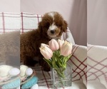 Small #1 Goldendoodle (Miniature)