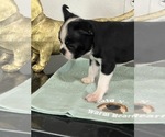 Image preview for Ad Listing. Nickname: Red AKC