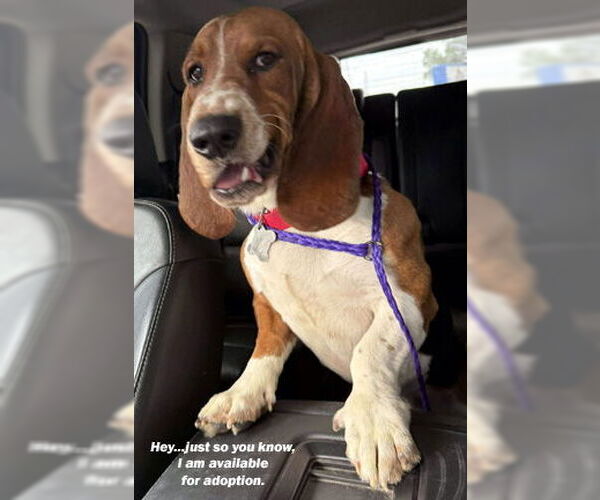 Medium Photo #1 Basset Hound Puppy For Sale in Deepwater, NJ, USA