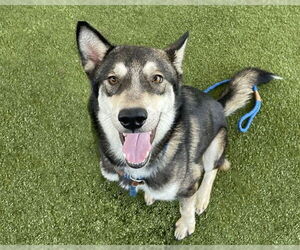 Siberian Husky Dogs for adoption in Waco, TX, USA