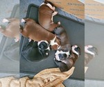 Small Photo #2 Boston Terrier Puppy For Sale in MCMINNVILLE, TN, USA