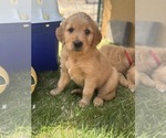 Small #38 Golden Retriever