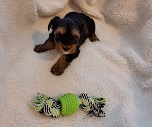 Yorkshire Terrier Puppy for sale in EDGEMOOR, SC, USA