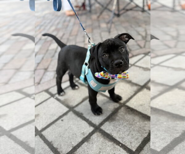 Medium Photo #9 American Bulldog-Unknown Mix Puppy For Sale in Sanford, FL, USA