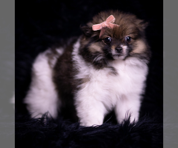 Medium Photo #81 Pomeranian Puppy For Sale in WARSAW, IN, USA