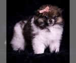 Small Photo #81 Pomeranian Puppy For Sale in WARSAW, IN, USA