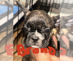 Small Photo #2 French Bulldog Puppy For Sale in MONCKS CORNER, SC, USA