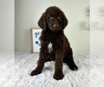 Small #3 Labradoodle