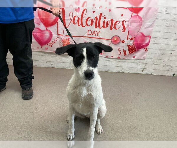 Medium Photo #1 Mutt Puppy For Sale in San Bernardino, CA, USA