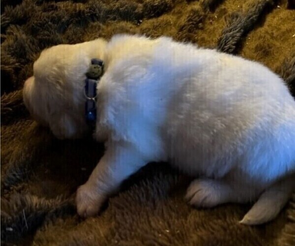 Medium Photo #2 Great Pyrenees Puppy For Sale in HENDERSONVILLE, NC, USA