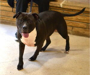 Lola - Female Mutt Dog for Adoption - Photo #6