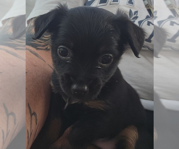 Medium Photo #2 Chihuahua-Chiweenie Mix Puppy For Sale in MURFREESBORO, TN, USA