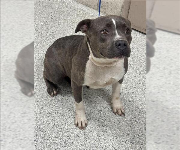 Medium Photo #1 American Pit Bull Terrier-Unknown Mix Puppy For Sale in Conroe, TX, USA