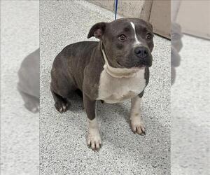 American Pit Bull Terrier-Unknown Mix Dogs for adoption in Conroe, TX, USA