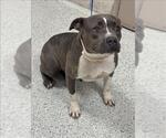 Small American Pit Bull Terrier Mix