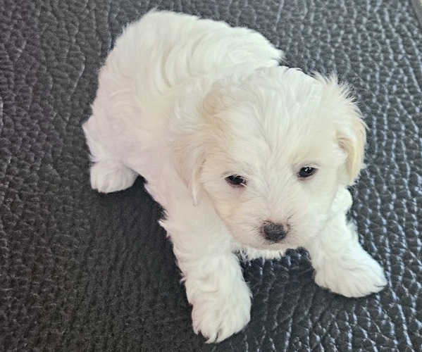 Medium Photo #1 Maltipoo Puppy For Sale in PALM COAST, FL, USA