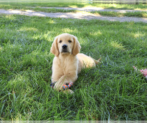 Golden Retriever Puppy for Sale in SYRACUSE, Indiana USA