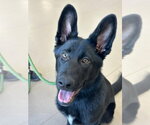 Small #7 German Shepherd Dog