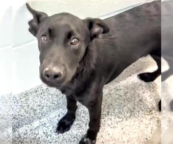 Medium Photo #2 Labrador Retriever-Unknown Mix Puppy For Sale in Houston, TX, USA
