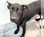 Small #1 Labrador Retriever Mix
