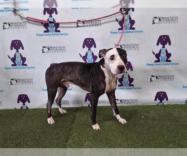 Medium Photo #1 American Pit Bull Terrier Puppy For Sale in Orlando, FL, USA