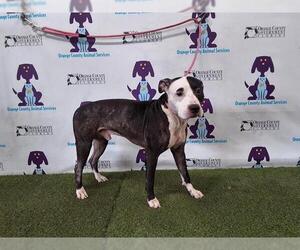 American Pit Bull Terrier Dogs for adoption in Orlando, FL, USA