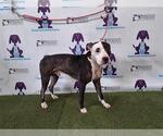 Small American Pit Bull Terrier