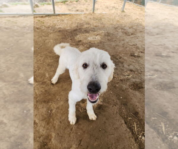 Medium Photo #2 Great Pyrenees-Unknown Mix Puppy For Sale in Evansville, IN, USA