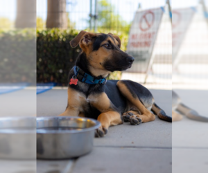 Chester - Male German Shepherd Dog-Great Dane Mix Dog for Adoption - Photo #7