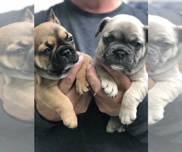 Medium Photo #3 French Bulldog Puppy For Sale in PARAGOULD, AR, USA