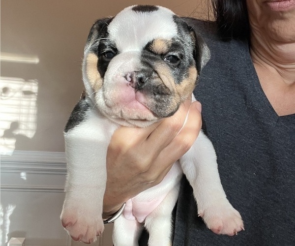 Medium Photo #24 English Bulldog Puppy For Sale in FAYETTEVILLE, NC, USA