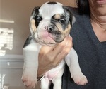 Small #6 English Bulldog