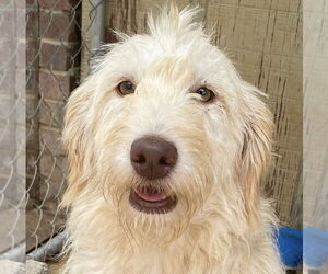 Labradoodle Dogs for adoption in Pacolet, SC, USA