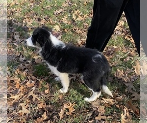 Border Collie Puppy for sale in PORTAGE, MI, USA