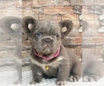 Small #1 French Bulldog