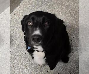 Border Collie Dogs for adoption in Lodi, CA, USA