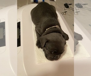 French Bulldog Puppy for sale in CAPE CORAL, FL, USA