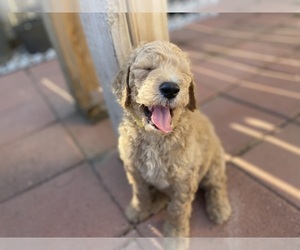 Labradoodle Puppy for Sale in DUBLIN, California USA