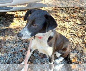 Border Collie-Jack Russell Terrier Mix Dogs for adoption in Rockaway, NJ, USA