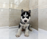 Small Photo #5 Siberian Husky Puppy For Sale in EAST HERKIMER, NY, USA
