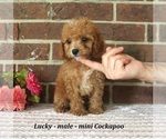 Lucky - Male Cockapoo (Miniature) Puppy for Sale - Small photo